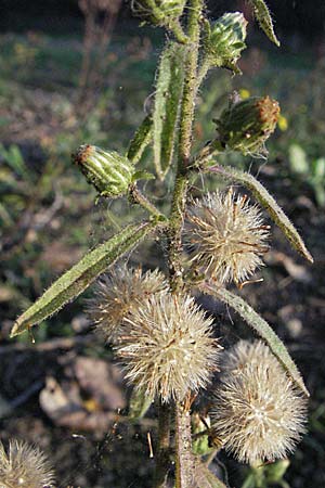 Dittrichia graveolens \ Klebriger Alant, Stinkender Alant / Stinking Fleabane, D Waghäusel 16.10.2006