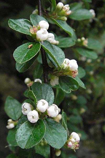 Cotoneaster horizontalis \ Korallenstrauch, Fchermispel, D Botan. Gar.  Universit.  Heidelberg 18.4.2007