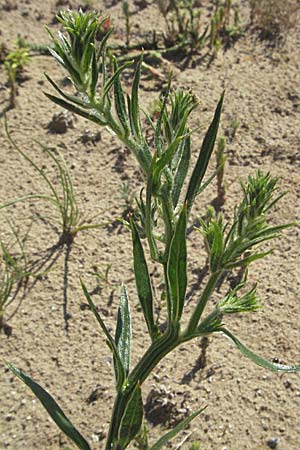 Corispermum leptopterum \ Schmalflgeliger Wanzensame / Bugseed, D Botan. Gar.  Universit.  Mainz 4.8.2007