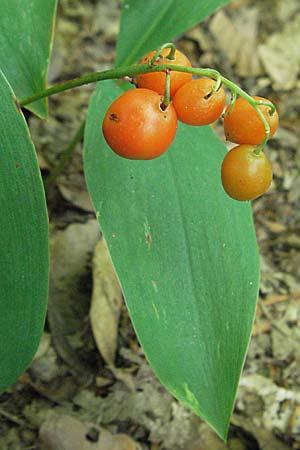 Convallaria majalis \ Maiglckchen / Lily of the Valley, D Hambrücken 5.8.2007