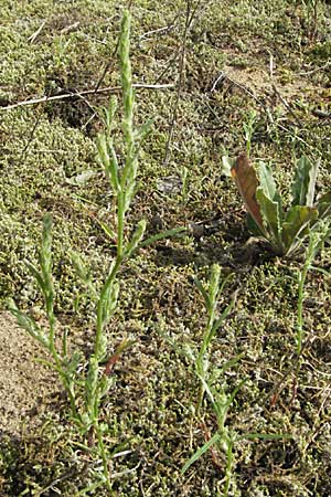 Corispermum leptopterum \ Schmalflgeliger Wanzensame, D Mannheim 17.8.2007