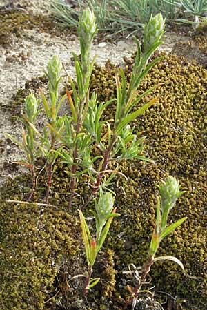 Corispermum leptopterum, Schmalflügeliger Wanzensame