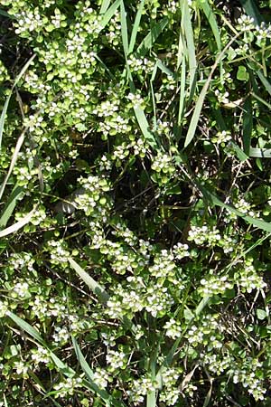 Cochlearia danica \ Dnisches Lffelkraut / Danish Scurvy-Grass, D Mannheim 25.4.2008