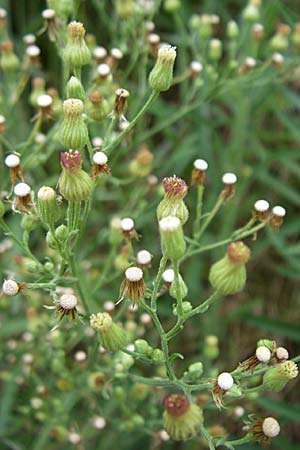 Erigeron sumatrensis \ Sumatra-Katzenschweif, Weies Berufkraut, D Kaiserstuhl,  Ihringen 12.7.2008