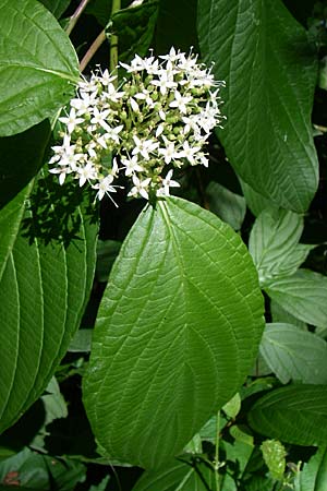 Cornus alba agg., Red-Barked Dogwood, Siberian Dogwood