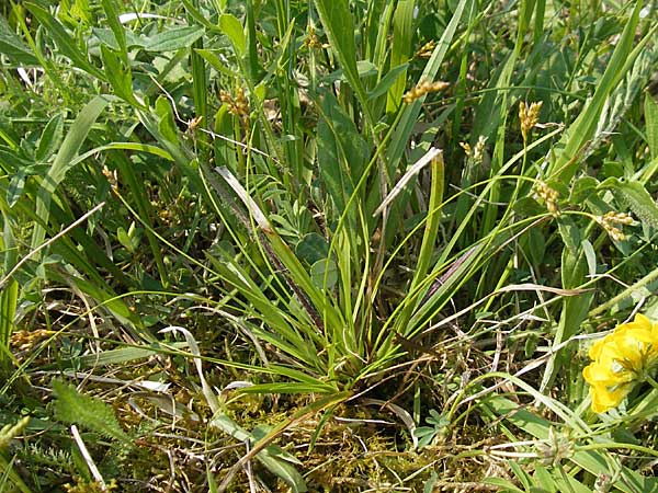 Carex ornithopoda \ Vogelfu-Segge / Bird's Foot Sedge, D Bensheim 2.5.2009