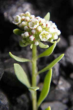 Corrigiola litoralis \ Hirschsprung / Strapwort, D Mannheim 19.6.2009