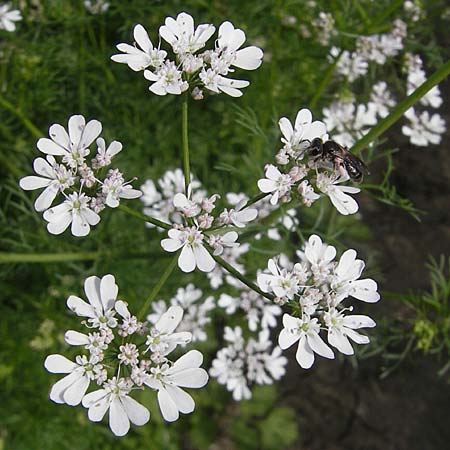 Coriandrum sativum \ Koriander, D Groß-Gerau 20.6.2009