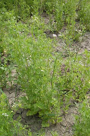 Coriandrum sativum \ Koriander / Coriander Seeds, Cilandro, D Groß-Gerau 20.6.2009