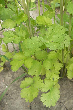 Coriandrum sativum \ Koriander, D Groß-Gerau 20.6.2009