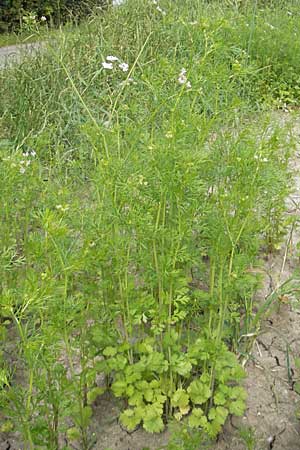 Coriandrum sativum / Coriander Seeds, Cilandro, D Groß-Gerau 20.6.2009