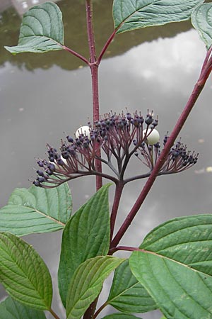 Cornus alba agg. \ Tatarischer Hartriegel, D Eisenberg 28.6.2009