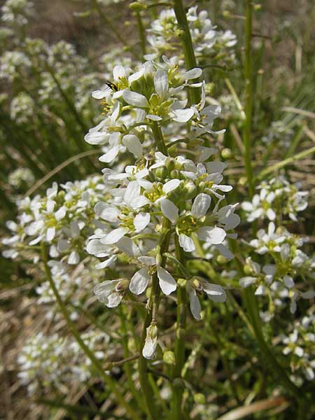 Cochlearia pyrenaica / Roundfruit Scurvy-Grass, D Krumbach 8.5.2010