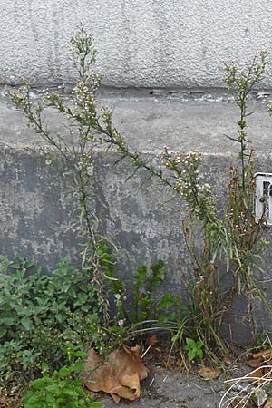 Erigeron bonariensis \ Sdamerikanischer Katzenschweif, Krauser Katzenschweif, D Ludwigshafen 11.9.2008