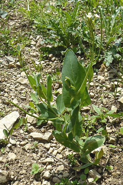 Conringia orientalis \ Orientalischer Ackerkohl, Weier Ackerkohl / Hare's Ear Mustard, D Friedewald 31.5.2014