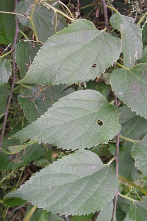 Celtis occidentalis, Westlicher Zürgelbaum