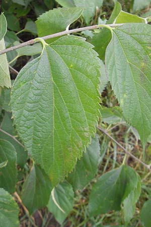 Celtis occidentalis \ Westlicher Zrgelbaum / Common Hackberry, D Mannheim 10.10.2011