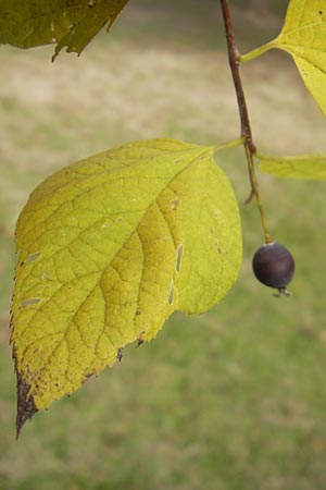 Celtis occidentalis \ Westlicher Zrgelbaum / Common Hackberry, D Karlsruhe 29.10.2011