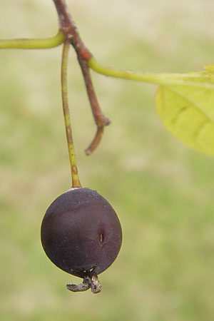 Celtis occidentalis \ Westlicher Zrgelbaum / Common Hackberry, D Karlsruhe 29.10.2011