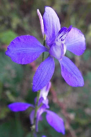 Delphinium ajacis / Larkspur, D Viernheim 10.9.2012