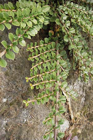 Cotoneaster horizontalis \ Korallenstrauch, Fchermispel / Wall Cotoneaster, D Kelsterbach 15.9.2012