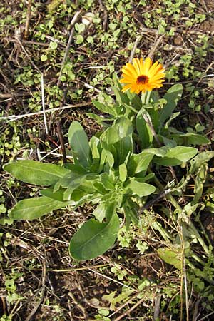 Calendula officinalis \ Garten-Ringelblume, D Schutterwald 13.10.2012