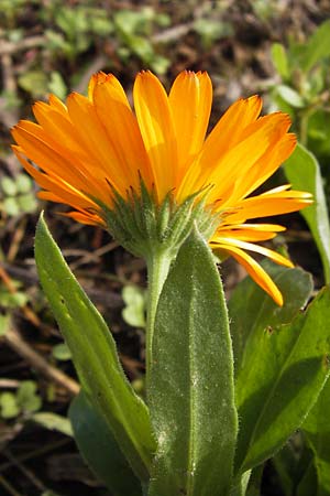 Calendula officinalis \ Garten-Ringelblume / Pot Marigold, D Schutterwald 13.10.2012