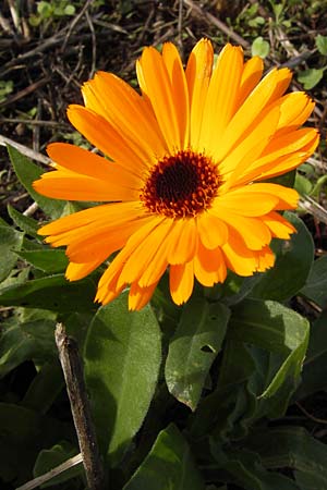 Calendula officinalis / Pot Marigold, D Schutterwald 13.10.2012