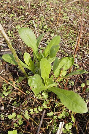 Calendula officinalis / Pot Marigold, D Schutterwald 13.10.2012