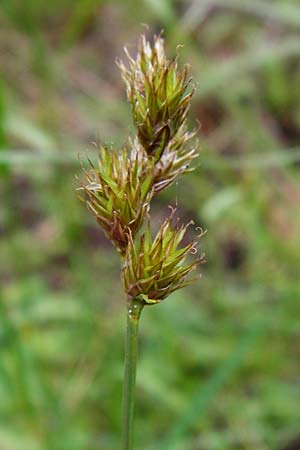 Carex ovalis \ Hasenfu-Segge, Hasenpfoten-Segge / Oval Sedge, D Babenhausen 30.5.2014