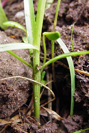 Carex ovalis \ Hasenfu-Segge, Hasenpfoten-Segge / Oval Sedge, D Babenhausen 30.5.2014