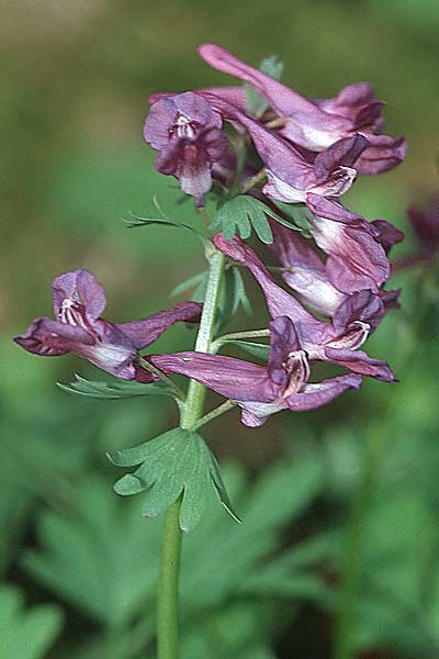 Corydalis solida / Bird in a Bush, D Weinheim an der Bergstraße 15.4.2006