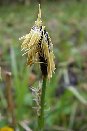 Carex pilosa \ Wimper-Segge / Hairy Greenweed, D Günzburg 18.4.2009