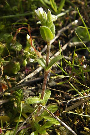 Cerastium pumilum \ Dunkles Hornkraut / Dark Mouse-Ear, D Bad Kreuznach 16.4.2010