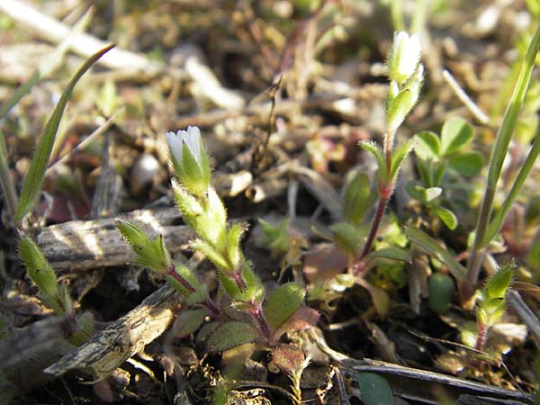 Cerastium pumilum / Dark Mouse-Ear, D Bad Kreuznach 16.4.2010