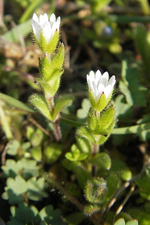 Cerastium pumilum \ Dunkles Hornkraut / Dark Mouse-Ear, D Bad Kreuznach 16.4.2010