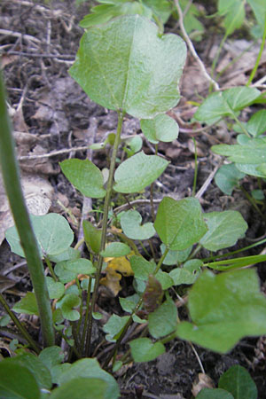 Cardamine pratensis agg. \ Wiesen-Schaumkraut, D Hirschhorn 23.4.2010