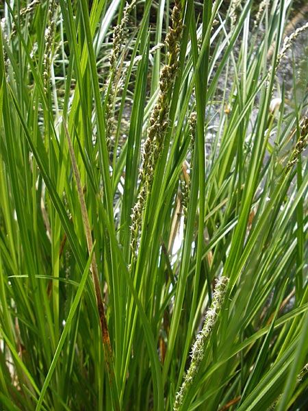 Carex paniculata / Greater Tussock Sedge, D Günzburg 8.5.2010