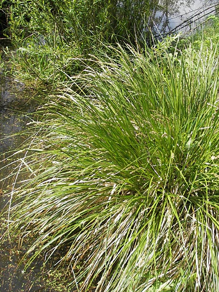 Carex paniculata / Greater Tussock Sedge, D Günzburg 8.5.2010