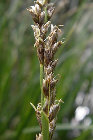 Carex paniculata \ Rispen-Segge / Greater Tussock Sedge, D Günzburg 8.5.2010