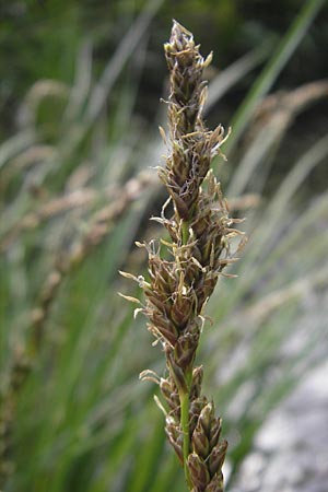 Carex paniculata / Greater Tussock Sedge, D Günzburg 8.5.2010