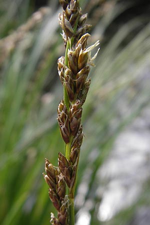 Carex paniculata \ Rispen-Segge / Greater Tussock Sedge, D Günzburg 8.5.2010