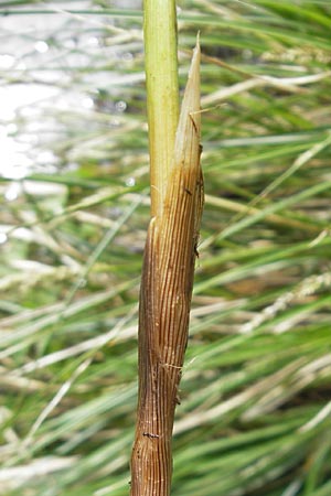 Carex paniculata \ Rispen-Segge / Greater Tussock Sedge, D Günzburg 8.5.2010