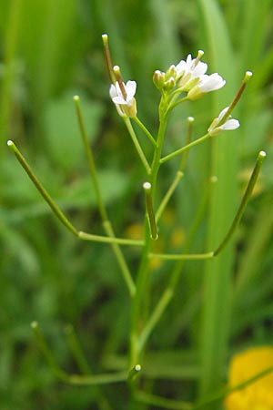 Cardamine parviflora \ Kleinbltiges Schaumkraut / Small-Flowered Bitter-Cress, D Lampertheim 10.5.2010