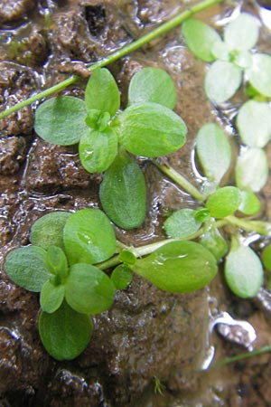 Callitriche stagnalis ? \ Teich-Wasserstern / Pond Water Starwort, D Odenwald, Neckargemünd-Mückenloch 13.9.2010