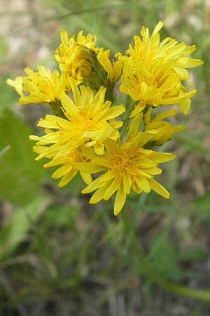 Crepis praemorsa \ Abbiss-Pippau, Trauben-Pippau / Leafless Hawk's-Beard, D Keltern 7.5.2011