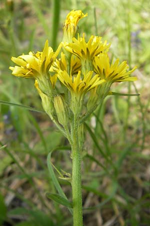 Crepis praemorsa \ Abbiss-Pippau, Trauben-Pippau / Leafless Hawk's-Beard, D Keltern 7.5.2011