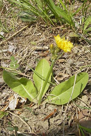 Crepis praemorsa \ Abbiss-Pippau, Trauben-Pippau, D Keltern 7.5.2011