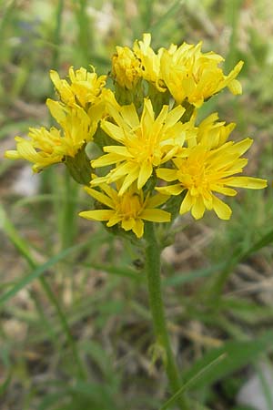 Crepis praemorsa \ Abbiss-Pippau, Trauben-Pippau / Leafless Hawk's-Beard, D Keltern 7.5.2011