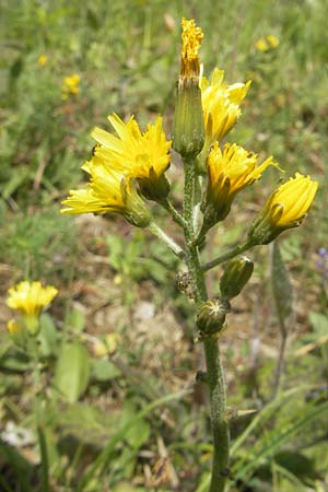 Crepis praemorsa \ Abbiss-Pippau, Trauben-Pippau / Leafless Hawk's-Beard, D Keltern 7.5.2011